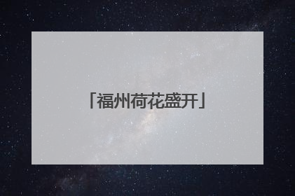 福州荷花盛开