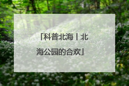 科普北海丨北海公园的合欢