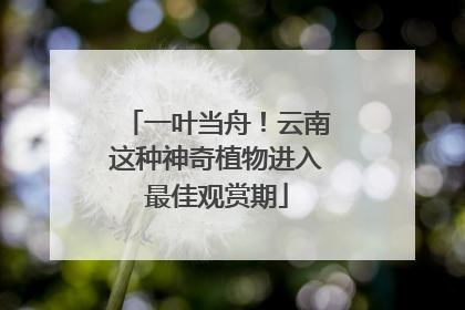 一叶当舟！云南这种神奇植物进入最佳观赏期
