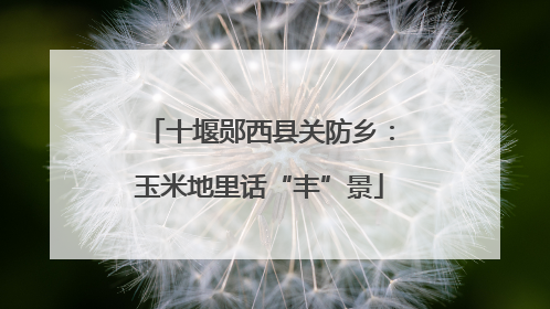 十堰郧西县关防乡：玉米地里话“丰”景