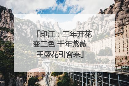 印江：三年开花变三色 千年紫薇王盛花引客来