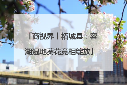 商视界丨柘城县：容湖湿地葵花竞相绽放