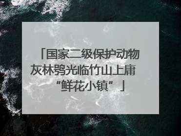 国家二级保护动物灰林鸮光临竹山上庸“鲜花小镇”