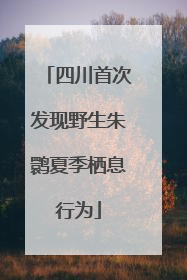 四川首次发现野生朱鹮夏季栖息行为