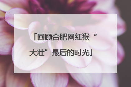 回顾合肥网红猴“大壮”最后的时光
