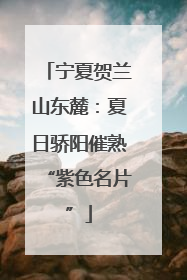 宁夏贺兰山东麓：夏日骄阳催熟“紫色名片”
