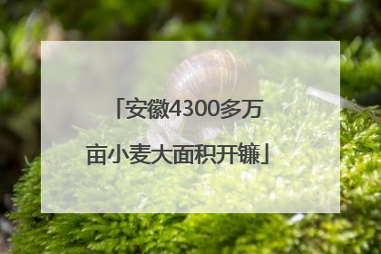 安徽4300多万亩小麦大面积开镰
