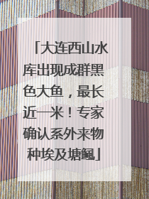 大连西山水库出现成群黑色大鱼，最长近一米！专家确认系外来物种埃及塘鲺
