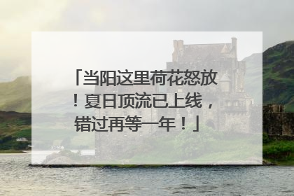 当阳这里荷花怒放！夏日顶流已上线，错过再等一年！