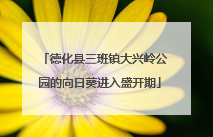 德化县三班镇大兴岭公园的向日葵进入盛开期