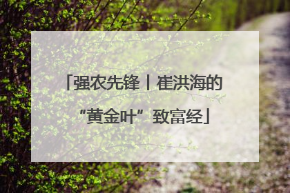 强农先锋丨崔洪海的“黄金叶”致富经