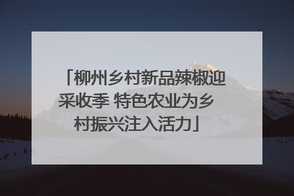 柳州乡村新品辣椒迎采收季 特色农业为乡村振兴注入活力