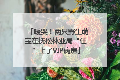 暖哭！两只野生萌宝在抚松林业局“住”上了VIP病房