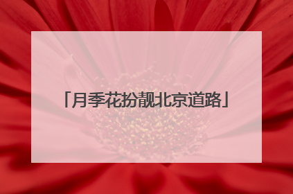 月季花扮靓北京道路