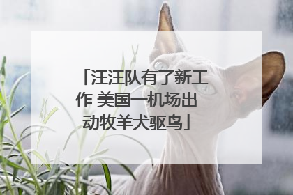 汪汪队有了新工作 美国一机场出动牧羊犬驱鸟