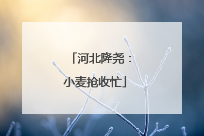 河北隆尧：小麦抢收忙
