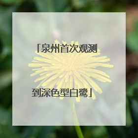 泉州首次观测到深色型白鹭