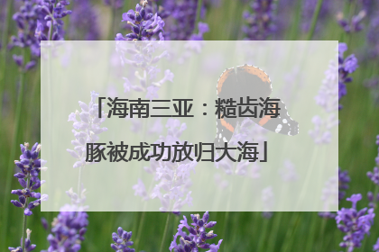 海南三亚：糙齿海豚被成功放归大海
