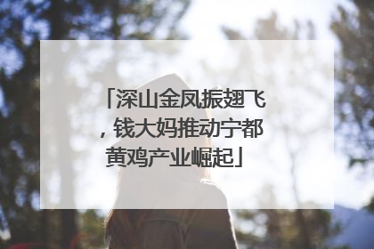 深山金凤振翅飞，钱大妈推动宁都黄鸡产业崛起
