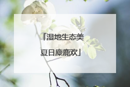 湿地生态美 夏日麋鹿欢