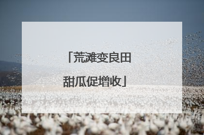 荒滩变良田 甜瓜促增收