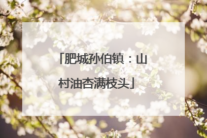 肥城孙伯镇：山村油杏满枝头
