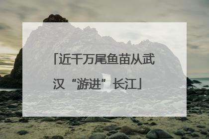近千万尾鱼苗从武汉“游进”长江