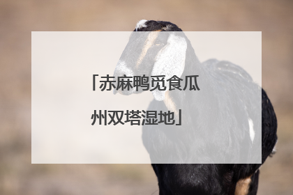 赤麻鸭觅食瓜州双塔湿地