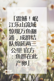 震撼！岷江乐山流域惊现万鱼翻涌，成群结队绵延两三公里 官方：鱼群在此产卵