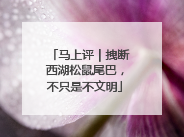 马上评｜拽断西湖松鼠尾巴，不只是不文明