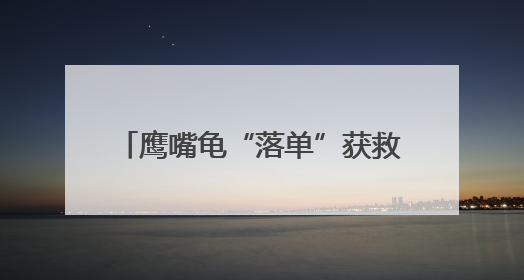 鹰嘴龟“落单”获救 野保人员放归自然