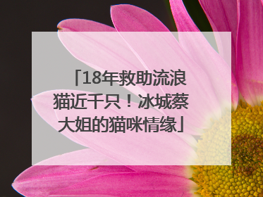 18年救助流浪猫近千只！冰城蔡大姐的猫咪情缘